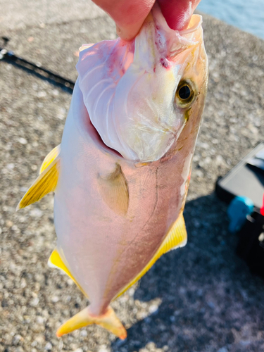 ショゴの釣果