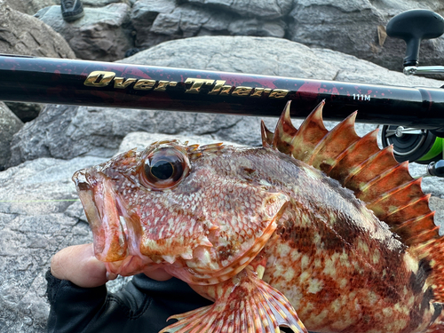 アカハタの釣果