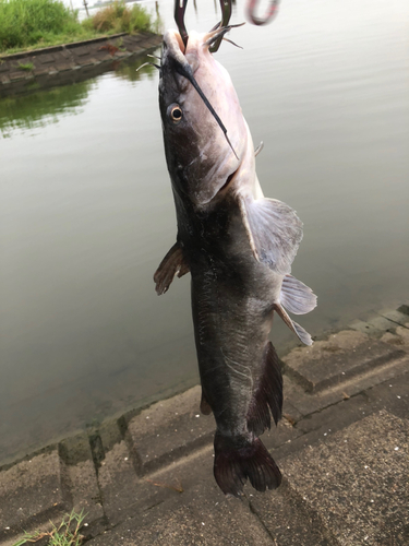 アメリカナマズの釣果