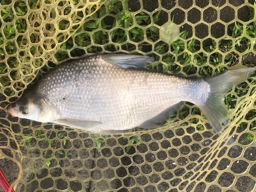 ダントウボウの釣果