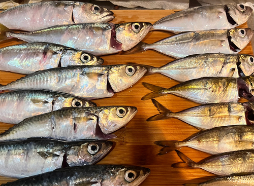 アジの釣果