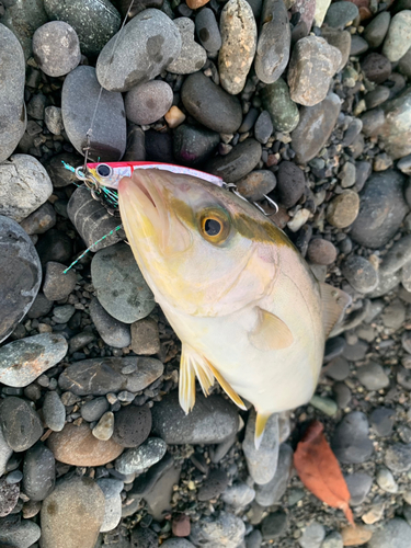 ショゴの釣果