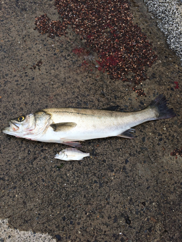 シーバスの釣果