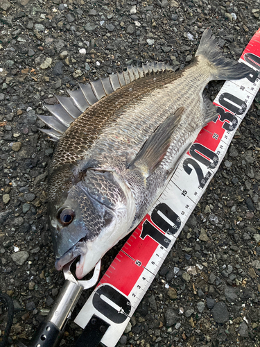 クロダイの釣果