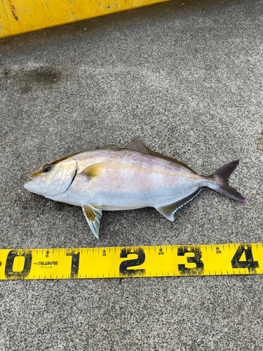 ショゴの釣果