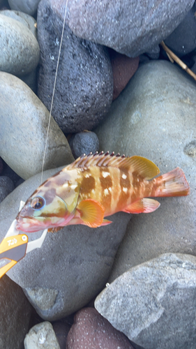 アカハタの釣果