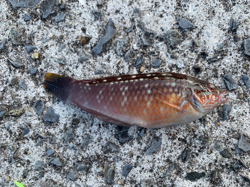 アカササノハベラの釣果