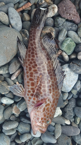 オオモンハタの釣果