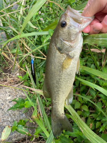 ラージマウスバスの釣果