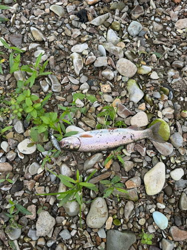 アメマスの釣果