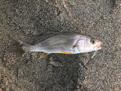 ニベの釣果