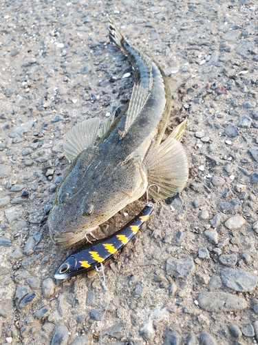 マゴチの釣果