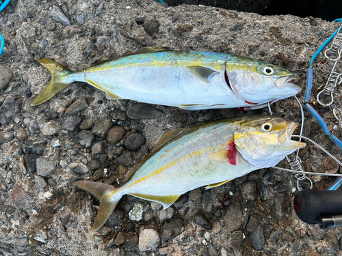 ツバスの釣果