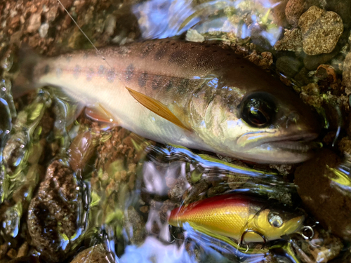 ヤマメの釣果