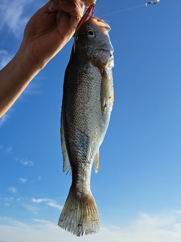 グレの釣果