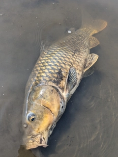 コイの釣果