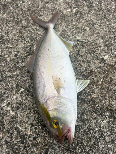 ショゴの釣果