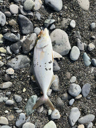 ショゴの釣果