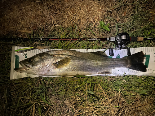 シーバスの釣果