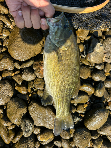 スモールマウスバスの釣果