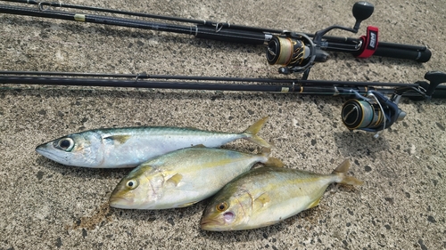 ショゴの釣果