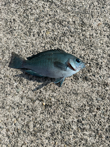 メジナの釣果