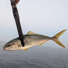 ワカシの釣果