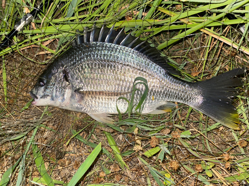 キチヌの釣果