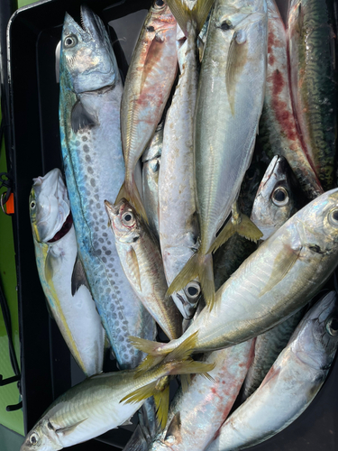 サバの釣果