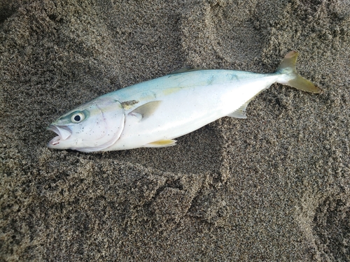 ワカシの釣果