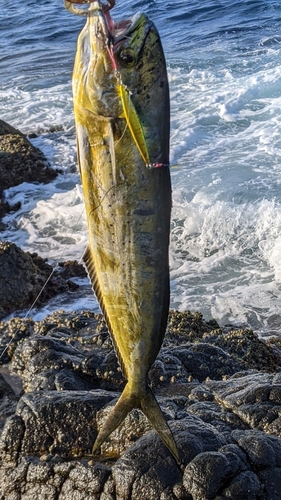 シイラの釣果