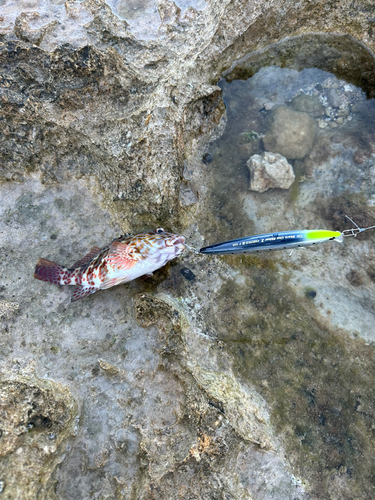 イソゴンベの釣果