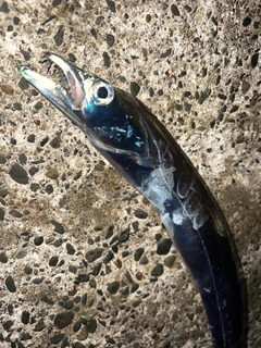 タチウオの釣果