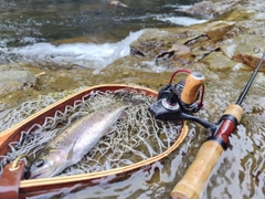 ニジマスの釣果