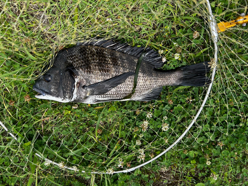 クロダイの釣果