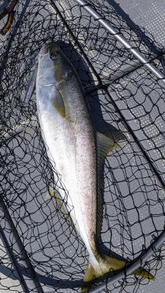 ヒラマサの釣果