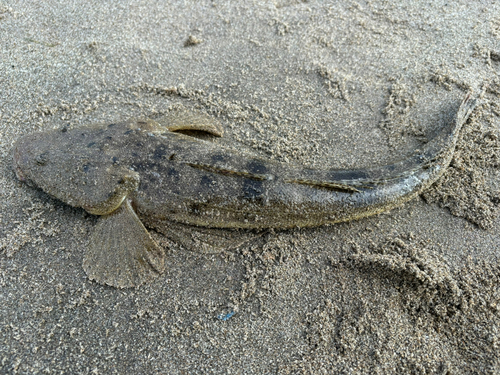 マゴチの釣果