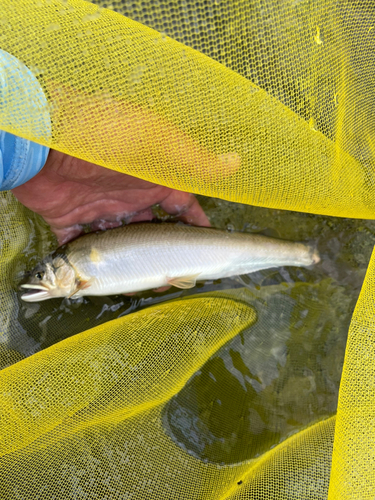 アユの釣果