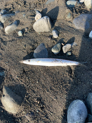 アカカマスの釣果