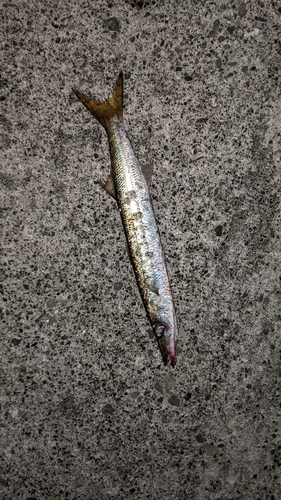 カマスの釣果