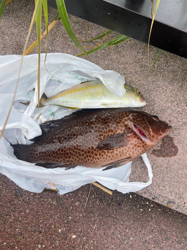 オオモンハタの釣果