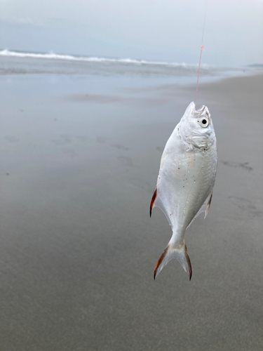 コバンアジの釣果