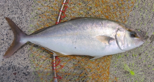 ショゴの釣果