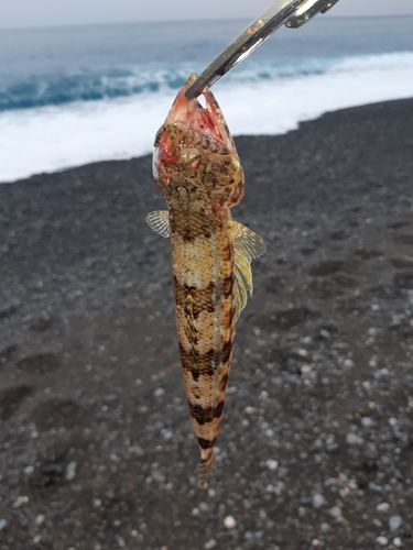 エソの釣果