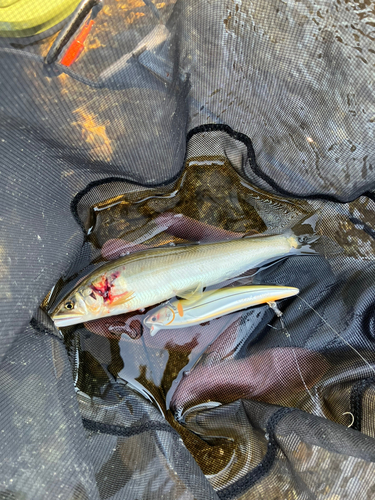 アユの釣果