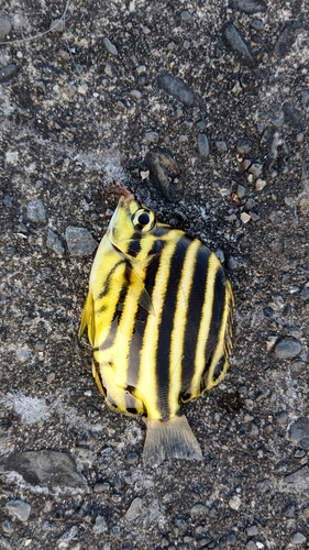 カゴカキダイの釣果