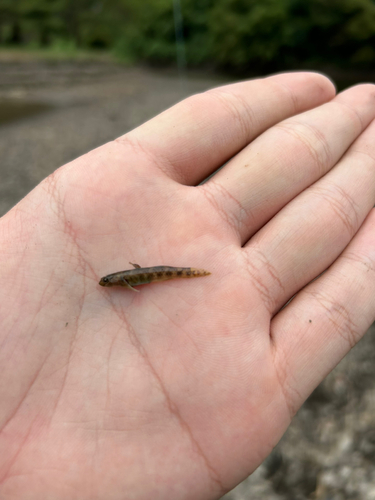 アゴハゼの釣果