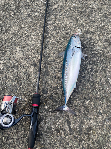 ソウダガツオの釣果