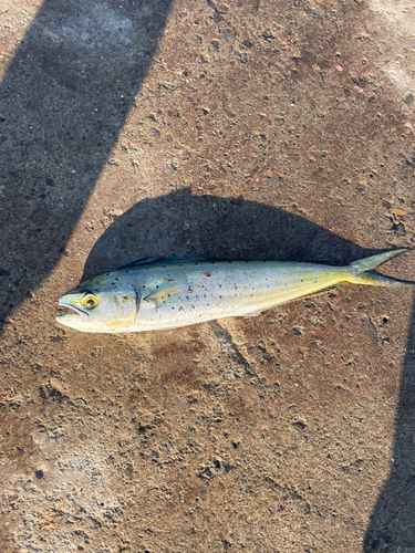 シイラの釣果