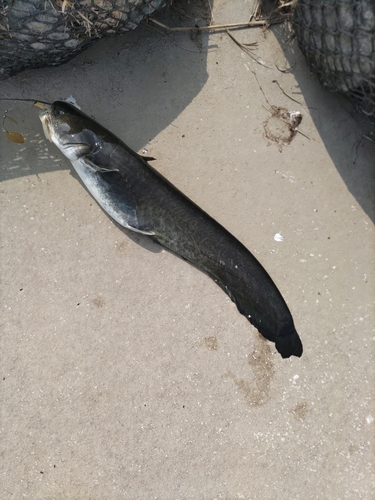 ニホンナマズの釣果